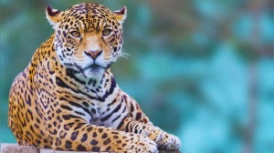 India's Leopard Country: Top 5 Destinations for Guaranteed Sightings