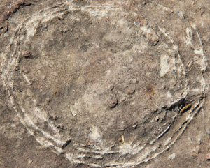India's Largest Dinosaur Hatchery Discovered: Sacred Stones Revealed as 70-Million-Year-Old Fossilized Eggs