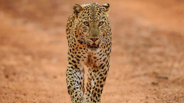 Leopard hiding amongst the trees in Jhalana Leopard Reserve.