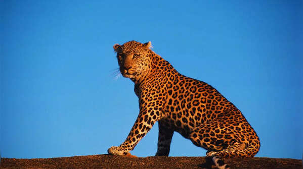 Scenic view of Kabini Wildlife Sanctuary, Karnataka.