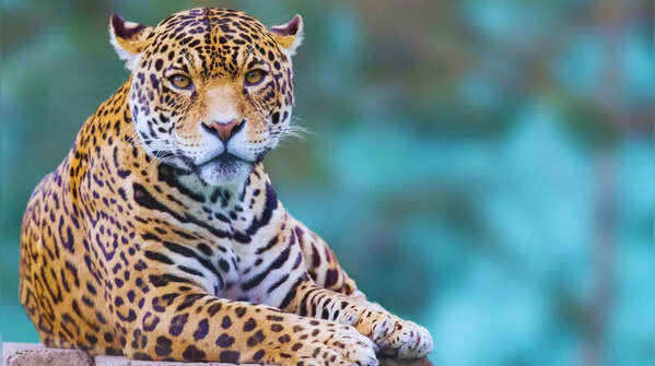 Leopard relaxing on a rock in Bera, Rajasthan.