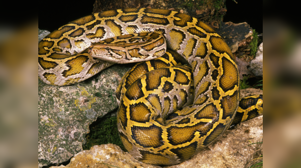 Indian Python blending in with its surroundings.