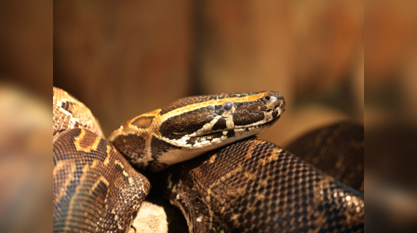 African Rock Python coiled and ready to strike.