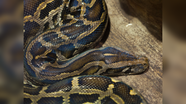 Burmese Python camouflaged in its environment.