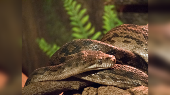 Amethystine Python displaying its iridescent scales.