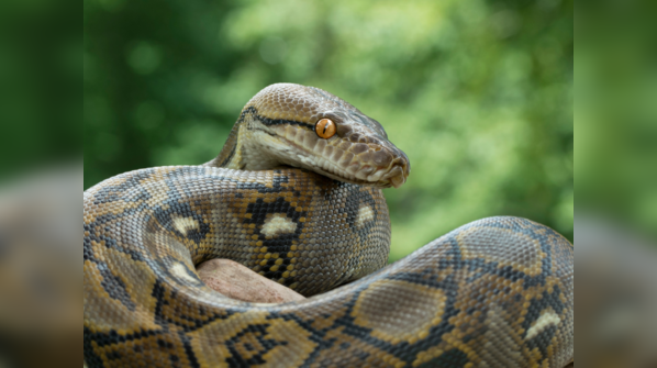 Reticulated Python showcasing its intricate patterns.