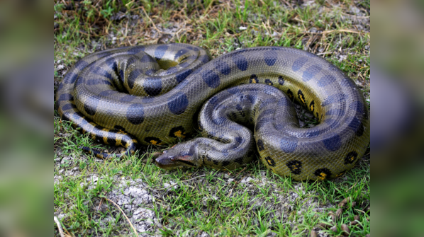 Green Anaconda resting in the water.