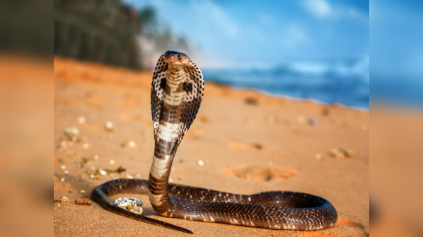 King Cobra displaying its hood.