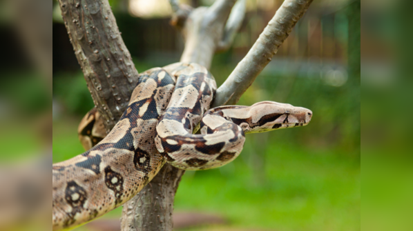 Boa Constrictor coiled on a branch.