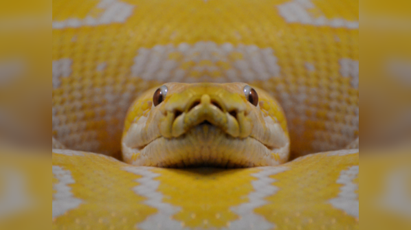 Yellow Anaconda swimming in its natural habitat.