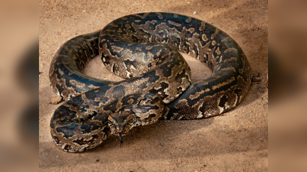 Southern African Rock Python basking in the sun.