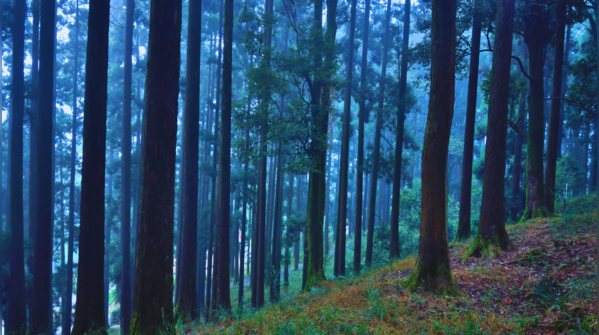 The eerie and mist-covered Dow Hill in Kurseong, West Bengal.