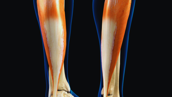 Illustration of the soleus muscle in the lower leg
