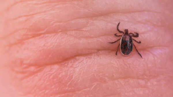 Maria Palen's inspiring fitness journey derailed by a tick bite