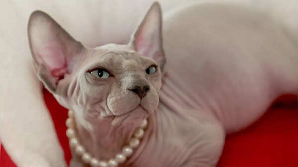 Close-up of a hairless Sphynx cat