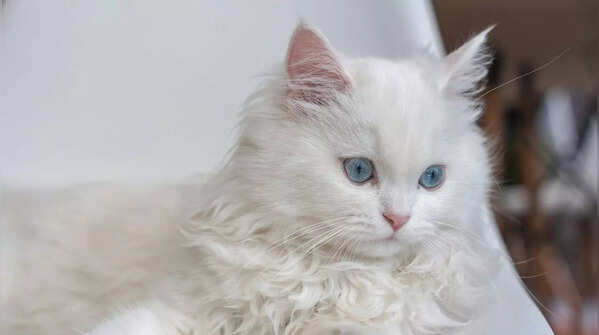Frontal view of a fluffy Persian cat