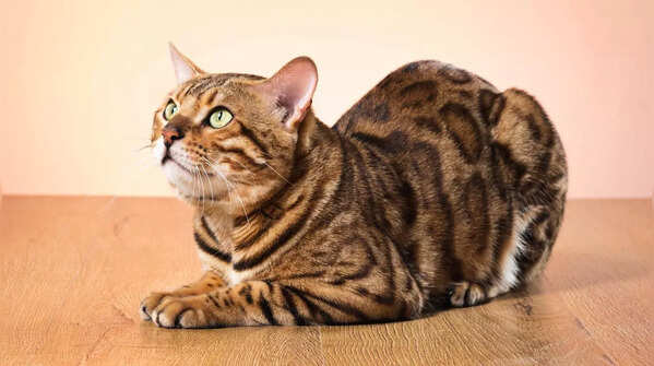 Profile of a Bengal cat