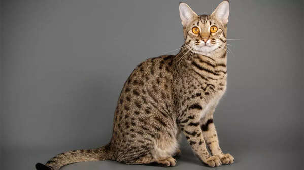 Side view of a Savannah cat