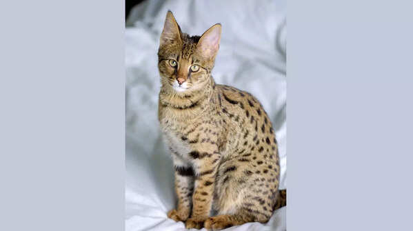 Close-up of an Ashera cat